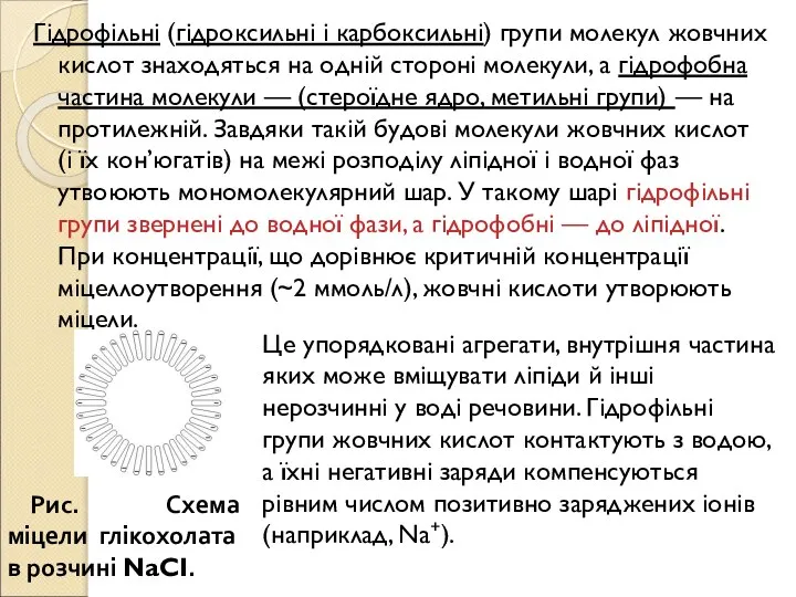 Гідрофільні (гідроксильні і карбоксильні) групи молекул жовчних кислот знаходяться на одній стороні