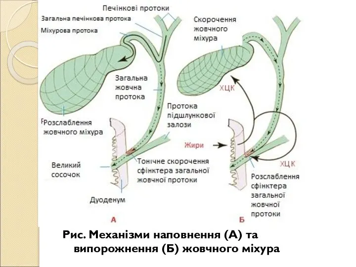 Рис. Механізми наповнення (А) та випорожнення (Б) жовчного міхура