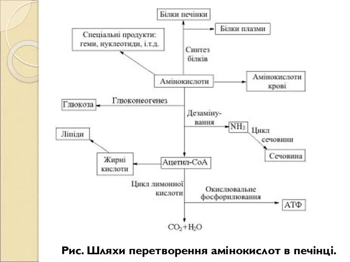 Рис. Шляхи перетворення амінокислот в печінці.