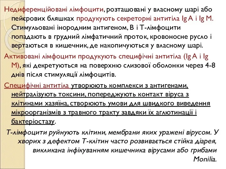 Недиференційовані лімфоцити, розташовані у власному шарі або пейєрових бляшках продукують секреторні антитіла