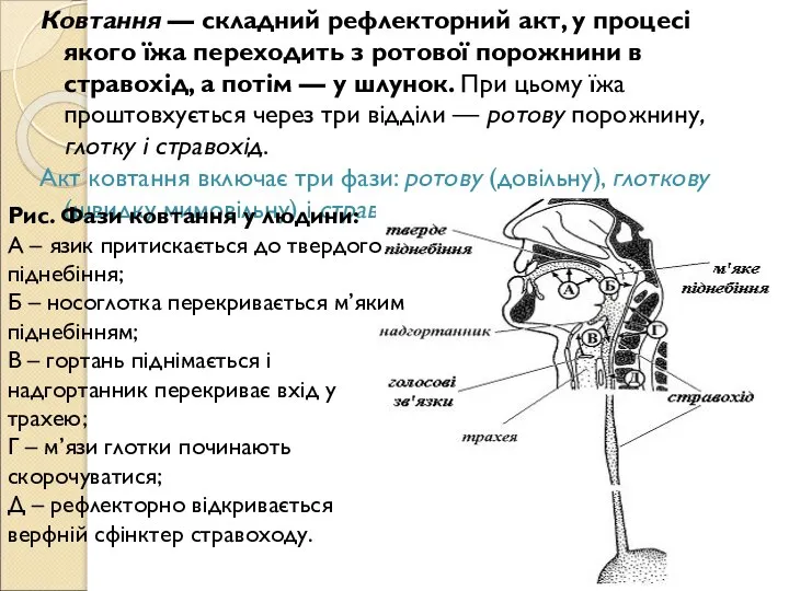 Ковтання — складний рефлекторний акт, у процесі якого їжа переходить з ротової