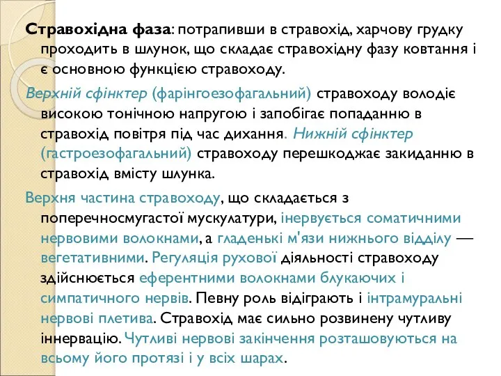 Стравохідна фаза: потрапивши в стравохід, харчову грудку проходить в шлунок, що складає