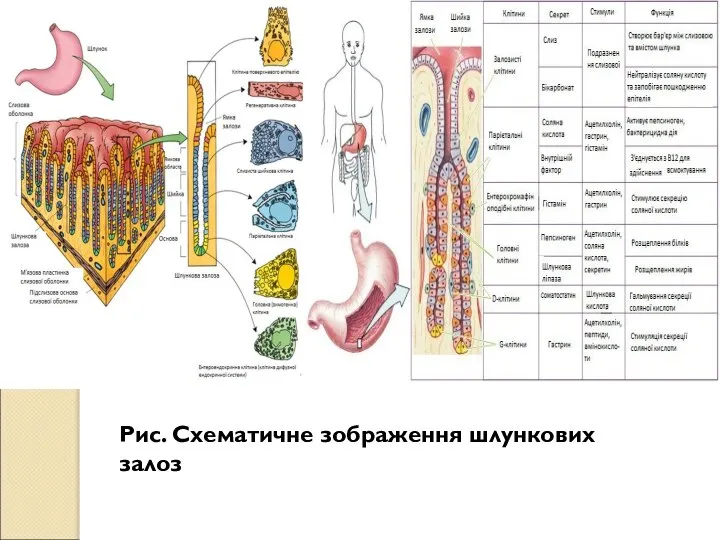 Рис. Схематичне зображення шлункових залоз