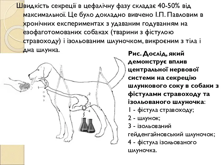 Швидкість секреції в цефалічну фазу складає 40-50% від максимальної. Це було докладно