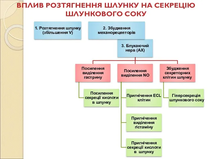 ВПЛИВ РОЗТЯГНЕННЯ ШЛУНКУ НА СЕКРЕЦІЮ ШЛУНКОВОГО СОКУ