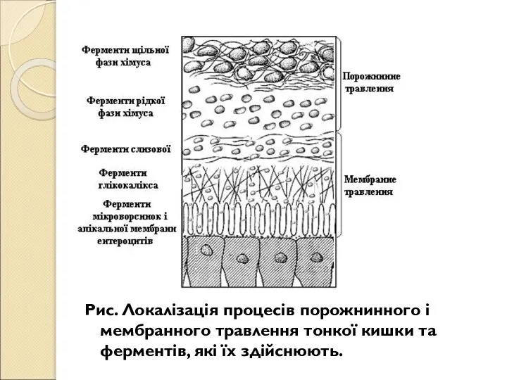 Рис. Локалізація процесів порожнинного і мембранного травлення тонкої кишки та ферментів, які їх здійснюють.