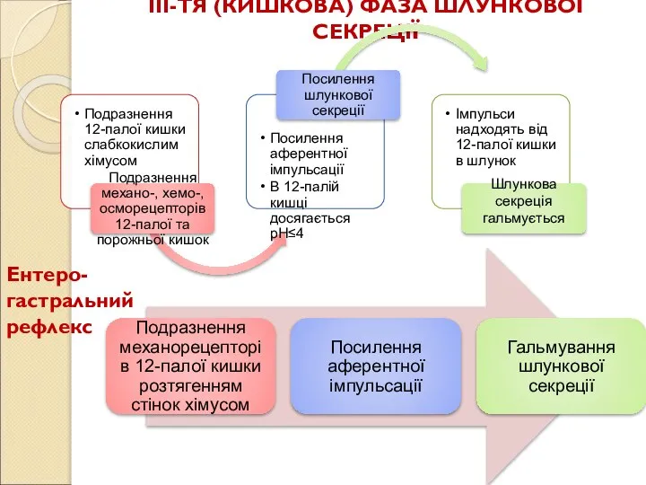 ІІІ-ТЯ (КИШКОВА) ФАЗА ШЛУНКОВОЇ СЕКРЕЦІЇ Ентеро-гастральний рефлекс