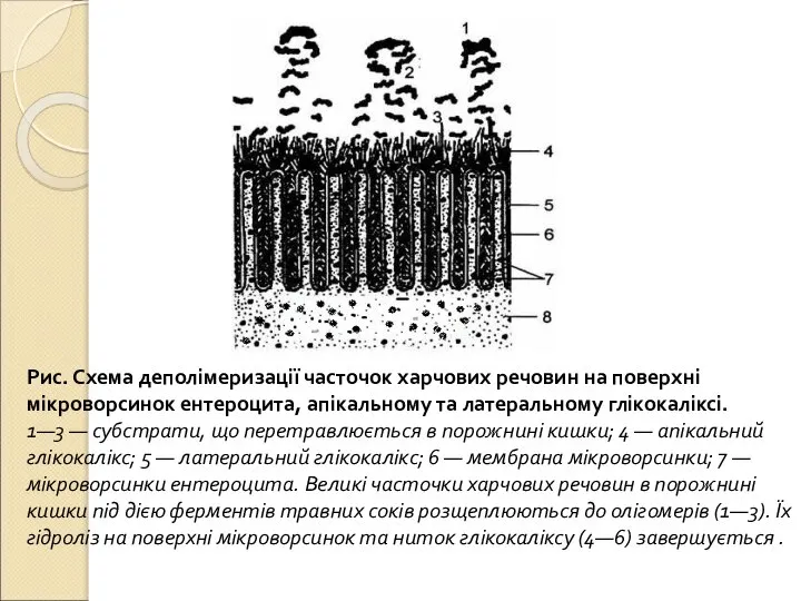 Рис. Схема деполімеризації часточок харчових речовин на поверхні мікроворсинок ентероцита, апікальному та