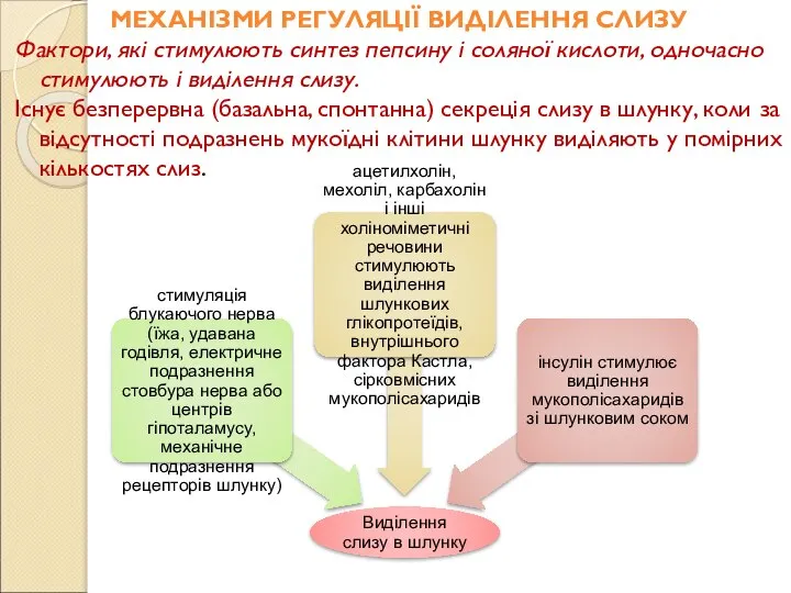 МЕХАНІЗМИ РЕГУЛЯЦІЇ ВИДІЛЕННЯ СЛИЗУ Фактори, які стимулюють синтез пепсину і соляної кислоти,