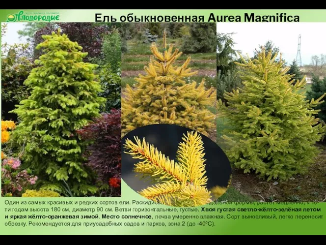 Ель обыкновенная Aurea Magnifica Один из самых красивых и редких сортов ели.