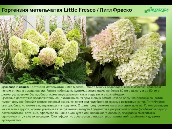 Гортензия метельчатая Little Fresco / ЛитлФреско Для сада и кашпо. Гортензия метельчатая