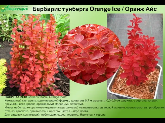 Барбарис тунберга Orange Ice / Оранж Айс НОВИНКА 2019 Berberis thunb. 'Orange