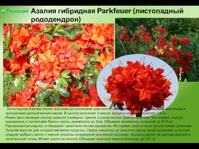 Азалия гибридная Parkfeuer (листопадный рододендрон) Паркфьюер Листопадная Азалия станет хорошим дополнением цветочного