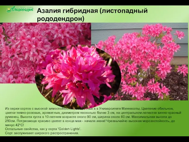 Азалия гибридная (листопадный рододендрон) Rosy Lights / Роузи Лайтс Из серии сортов