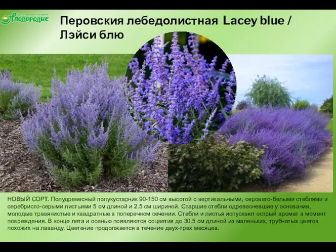 Перовския лебедолистная Lacey blue / Лэйси блю НОВЫЙ СОРТ. Полудревесный полукустарник 90-150