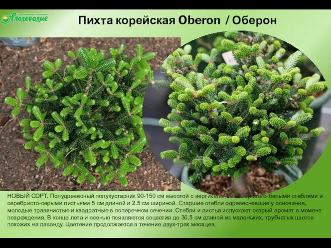 Пихта корейская Oberon / Оберон НОВЫЙ СОРТ. Полудревесный полукустарник 90-150 см высотой