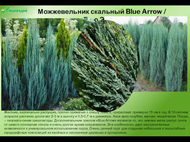 Можжевельник скальный Blue Arrow / Блю Эрроу Жесткие, вертикально растущие, плотно прижатые