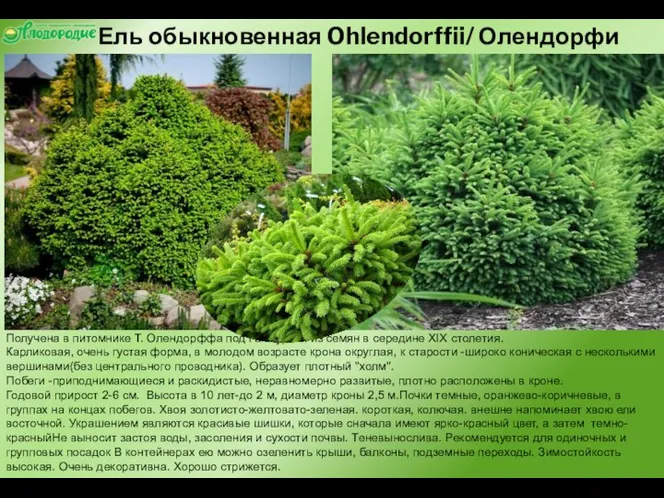 Ель обыкновенная Ohlendorffii/ Олендорфи Получена в питомнике Т. Олендорффа под Гамбургом из