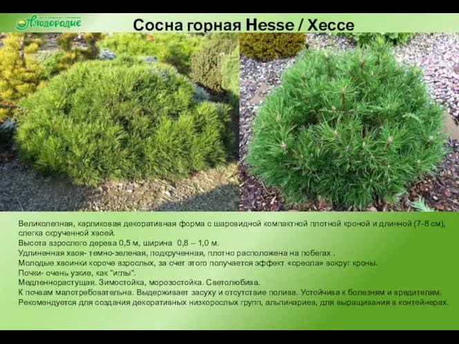 Сосна горная Hesse / Хессе Великолепная, карликовая декоративная форма с шаровидной компактной