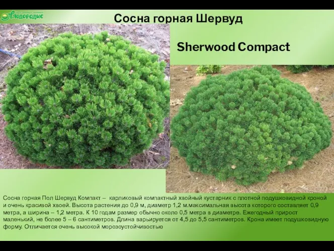 Сосна горная Шервуд Компакт Sherwood Compact Сосна горная Пол Шервуд Компакт –