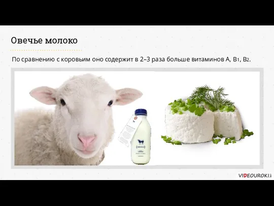 По сравнению с коровьим оно содержит в 2–3 раза больше витаминов А, В1, В2. Овечье молоко