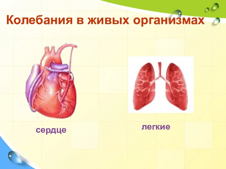 Колебания в живых организмах легкие сердце