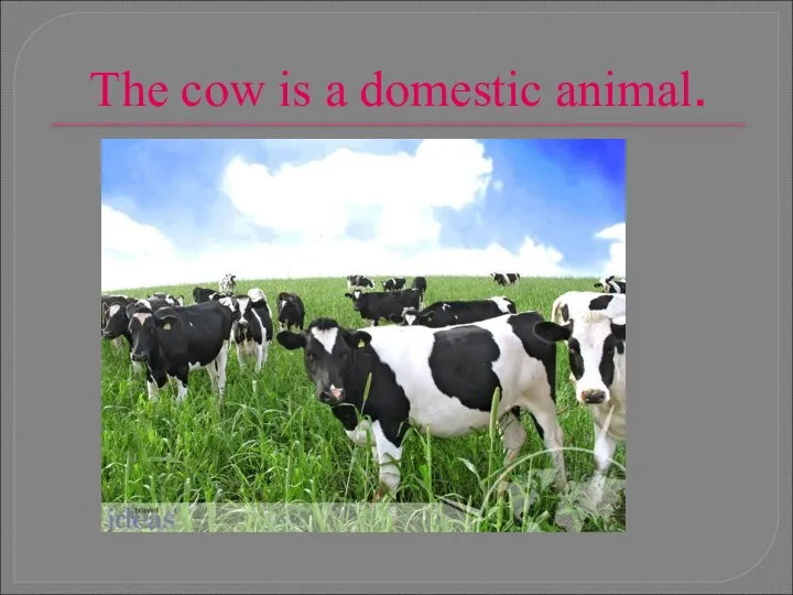 The cow is a domestic animal.