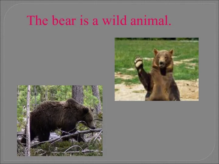 The bear is a wild animal.