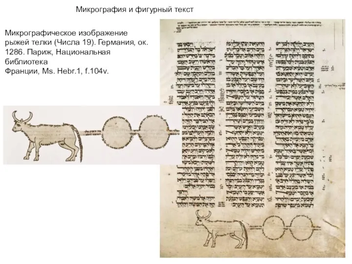 Микрографическое изображение рыжей телки (Числа 19). Германия, ок. 1286. Париж, Национальная библиотека