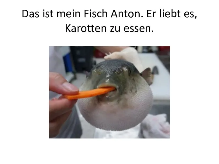 Das ist mein Fisch Anton. Er liebt es, Karotten zu essen.