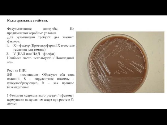 Культуральные свойства. Факультативные анаэробы. Но предпочитают аэробные условия. Для культивации требуют два