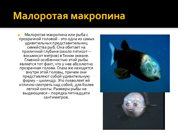 Малоротая макропина Малоротая макропина или рыба с прозрачной головой - это одна