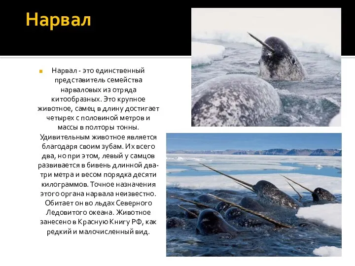 Нарвал Нарвал - это единственный представитель семейства нарваловых из отряда китообразных. Это