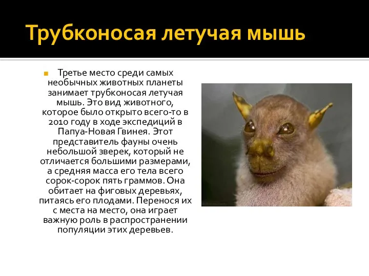 Трубконосая летучая мышь Третье место среди самых необычных животных планеты занимает трубконосая