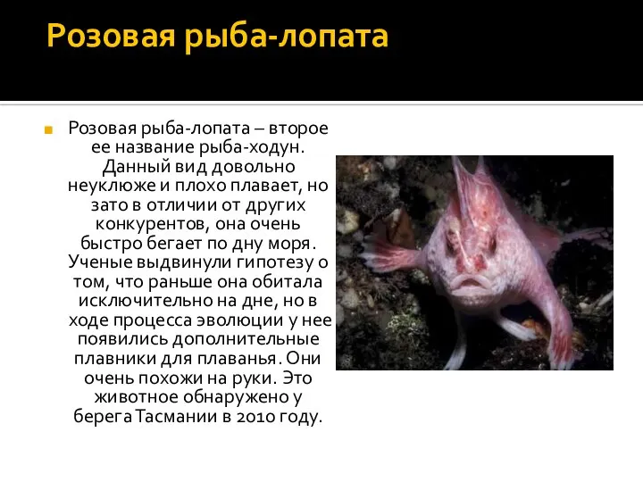 Розовая рыба-лопата Розовая рыба-лопата – второе ее название рыба-ходун. Данный вид довольно