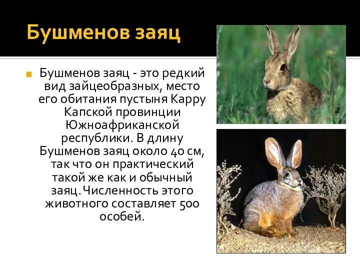 Бушменов заяц Бушменов заяц - это редкий вид зайцеобразных, место его обитания