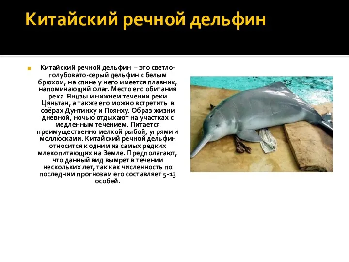 Китайский речной дельфин Китайский речной дельфин – это светло-голубовато-серый дельфин с белым