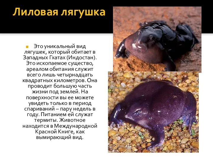 Лиловая лягушка Это уникальный вид лягушек, который обитает в Западных Гхатах (Индостан).