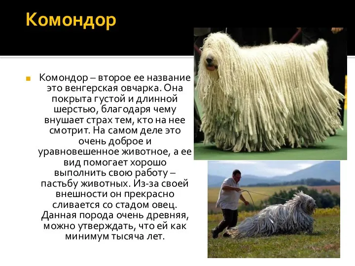 Комондор Комондор – второе ее название это венгерская овчарка. Она покрыта густой