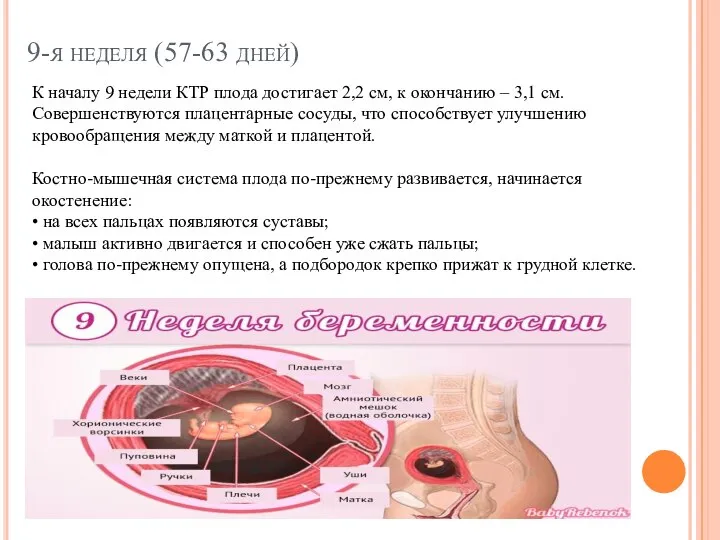 9-я неделя (57-63 дней) К началу 9 недели КТР плода достигает 2,2