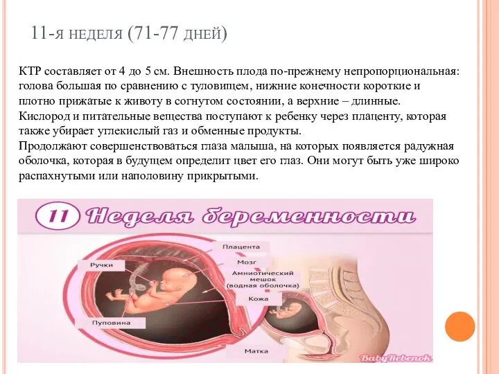 11-я неделя (71-77 дней) КТР составляет от 4 до 5 см. Внешность