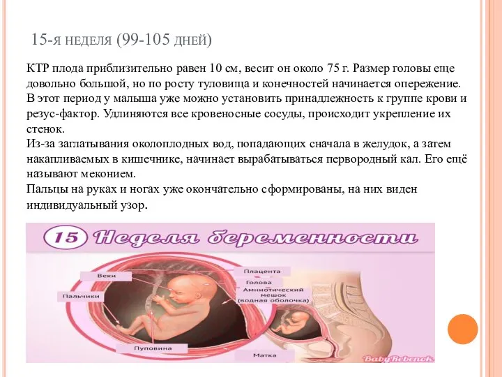 15-я неделя (99-105 дней) КТР плода приблизительно равен 10 см, весит он