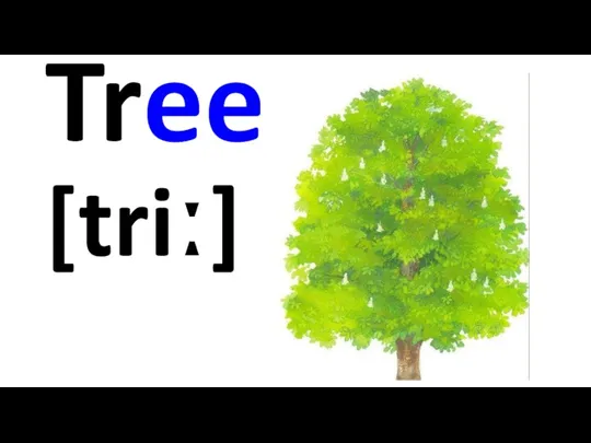 Tree [triː]