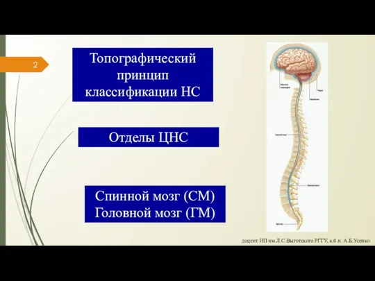 Отделы ЦНС Топографический принцип классификации НС Спинной мозг (СМ) Головной мозг (ГМ)