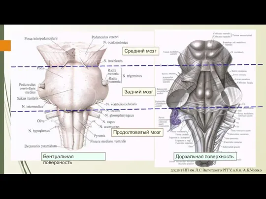 Продолговатый мозг Задний мозг Средний мозг Вентральная поверхность Дорзальная поверхность доцент ИП им.Л.С.Выготского РГГУ, к.б.н. А.Б.Усенко