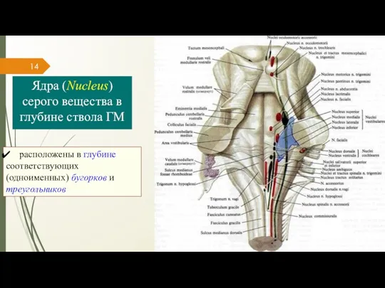 Ядра (Nucleus) серого вещества в глубине ствола ГМ доцент ИП им.Л.С.Выготского РГГУ,