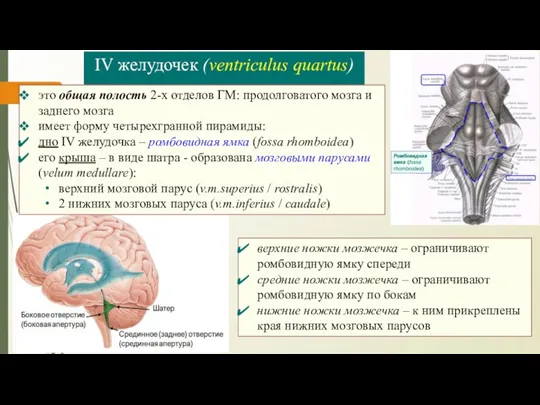 IV желудочек (ventriculus quartus) это общая полость 2-х отделов ГМ: продолговатого мозга