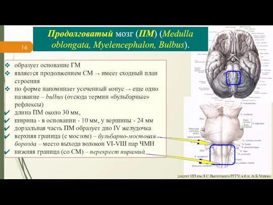 доцент ИП им.Л.С.Выготского РГГУ, к.б.н. А.Б.Усенко Продолговатый мозг (ПМ) (Medulla oblongata, Myelencephalon,