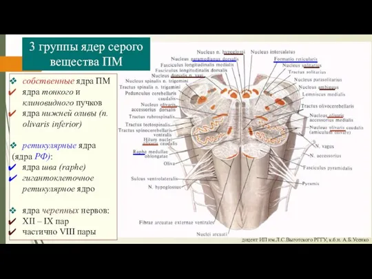 медиатор серотонин доцент ИП им.Л.С.Выготского РГГУ, к.б.н. А.Б.Усенко 3 группы ядер серого