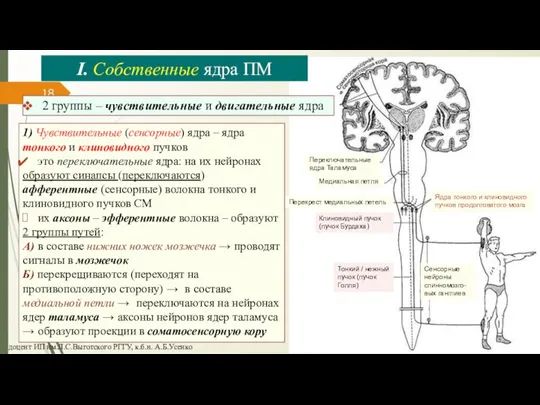 доцент ИП им.Л.С.Выготского РГГУ, к.б.н. А.Б.Усенко 2 группы – чувствительные и двигательные